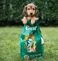 Gutsy-puppy-hondenvoeding_2.webp